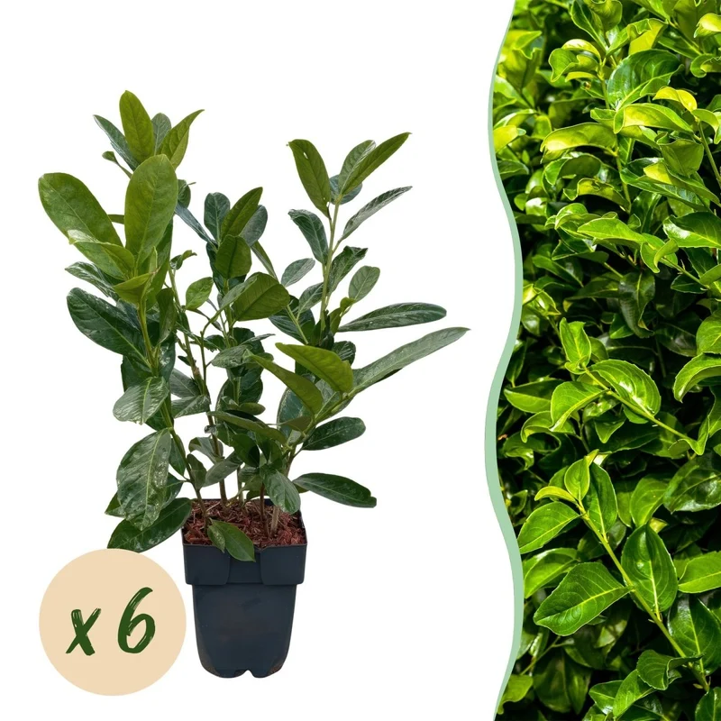 Kirschlorbeer Rotundifolia – Prunus laurocerasus online kaufen | 6 Pflanzen für 1 m Hecke, immergrün & blickdicht – Wurzelwerk Design