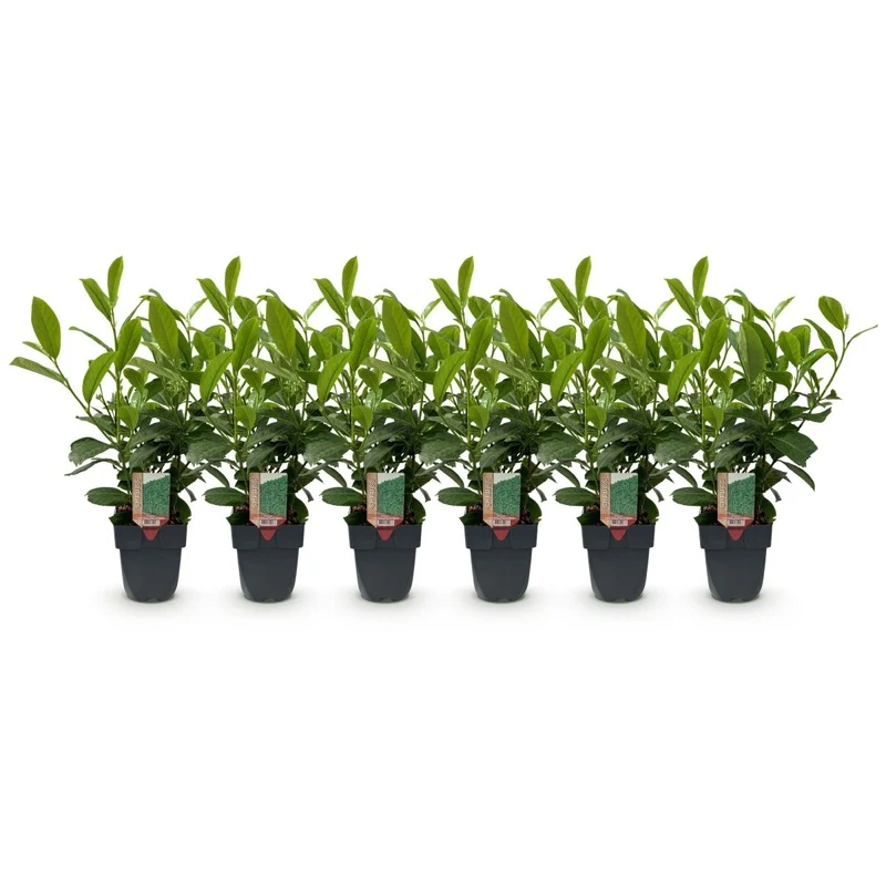 Kirschlorbeer Rotundifolia – Prunus laurocerasus online kaufen | 6 Pflanzen für 1 m Hecke, immergrün & blickdicht – Wurzelwerk Design