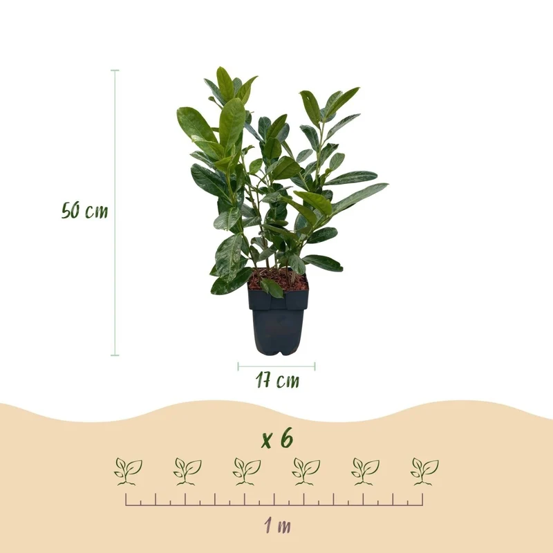 Kirschlorbeer Rotundifolia – Prunus laurocerasus online kaufen | 6 Pflanzen für 1 m Hecke, immergrün & blickdicht – Wurzelwerk Design