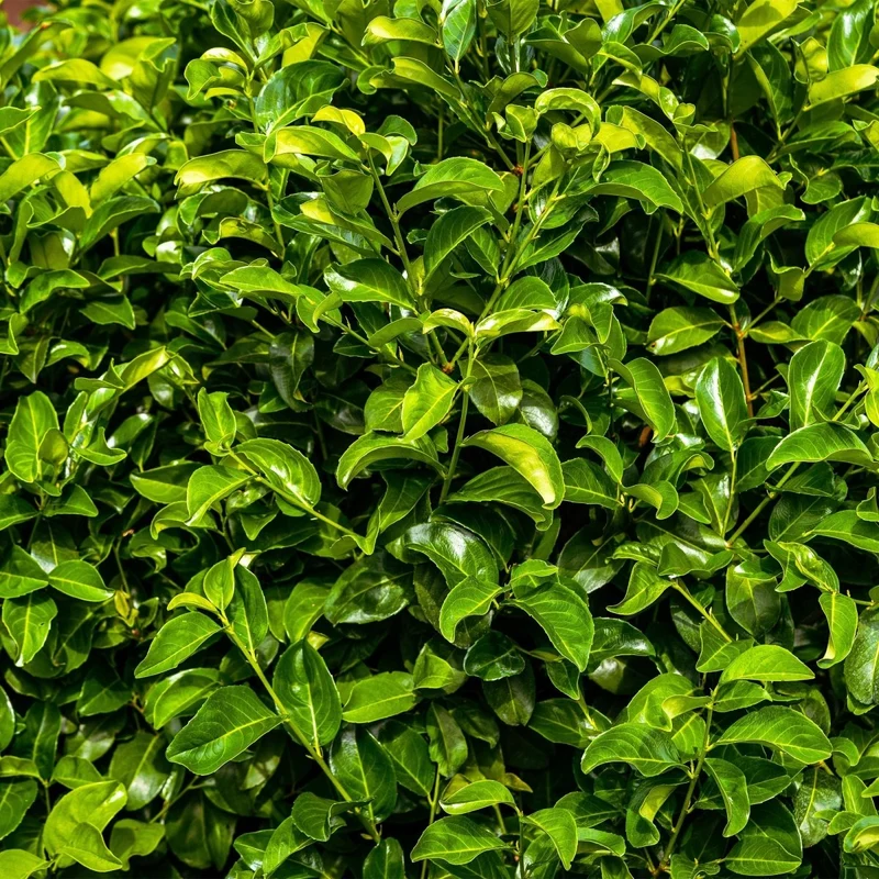 Kirschlorbeer Rotundifolia – Prunus laurocerasus online kaufen | 6 Pflanzen für 1 m Hecke, immergrün & blickdicht – Wurzelwerk Design