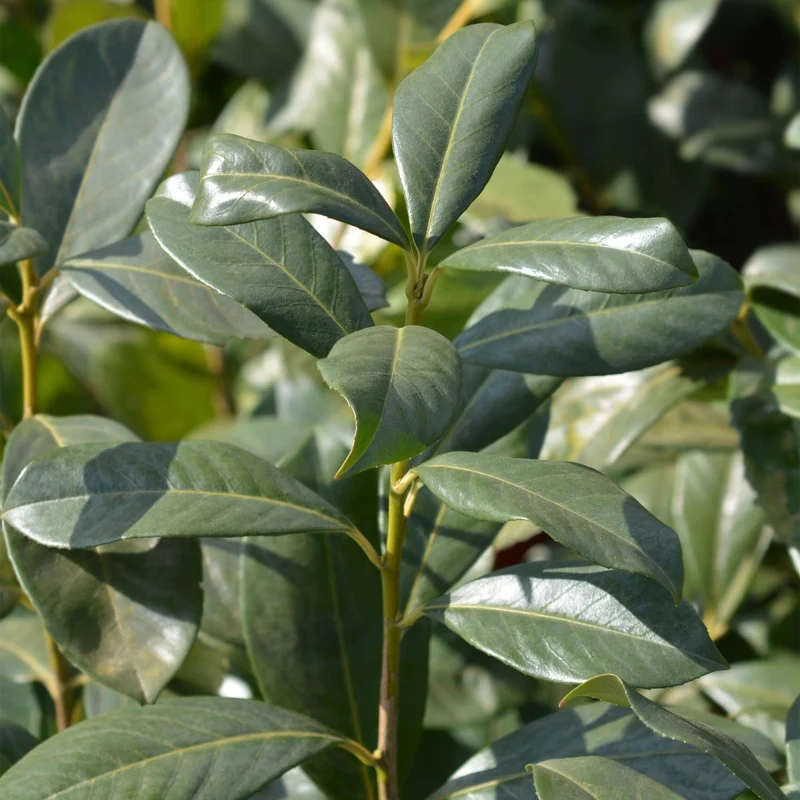 Kirschlorbeer Rotundifolia – Prunus laurocerasus online kaufen | 6 Pflanzen für 1 m Hecke, immergrün & blickdicht – Wurzelwerk Design