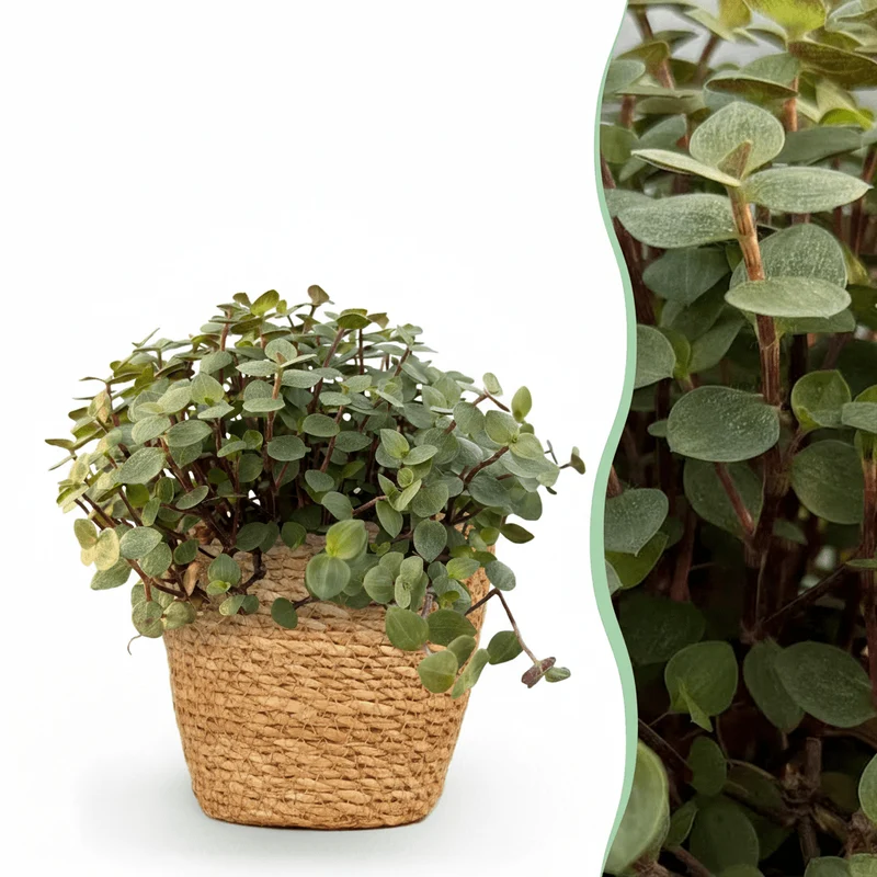 Callisia repens kaufen | Katzengras-Alternative im Korb, Ø 12 cm