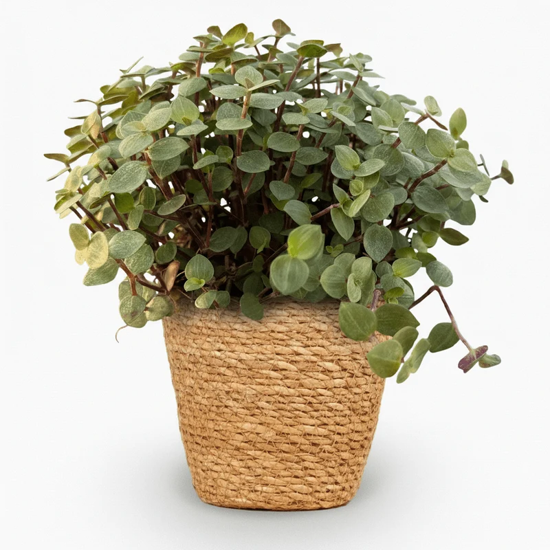 Callisia repens kaufen | Katzengras-Alternative im Korb, Ø 12 cm