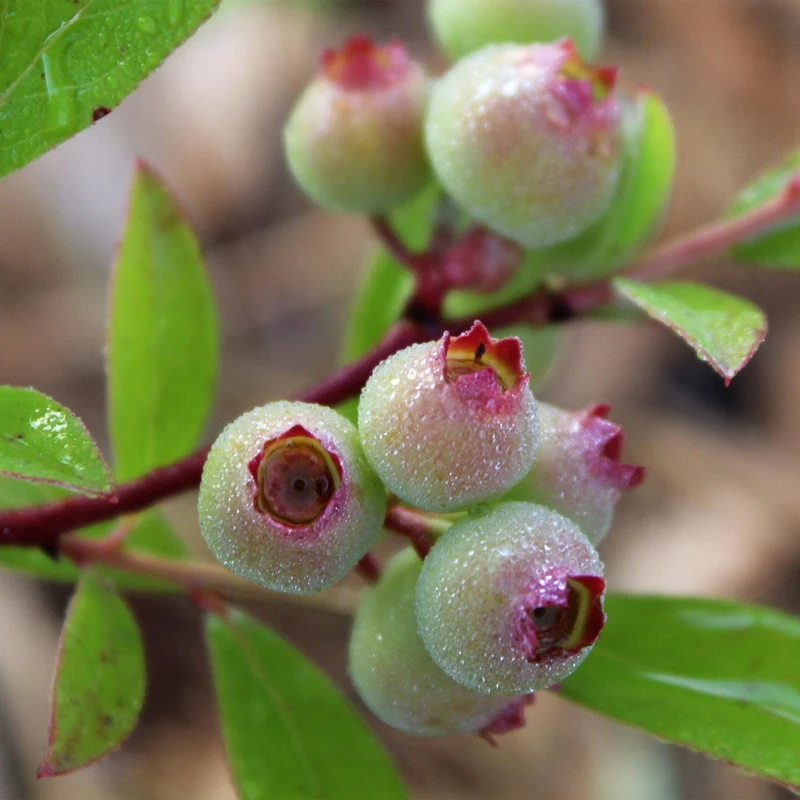 Vaccinium corymbosum 'Pink Lemonade' – Rosa Heidelbeere | 2 Pflanzen | Topf 15 cm