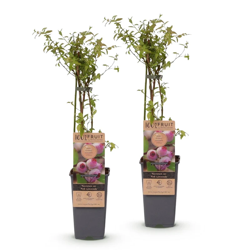 Vaccinium corymbosum 'Pink Lemonade' – Rosa Heidelbeere | 2 Pflanzen | Topf 15 cm