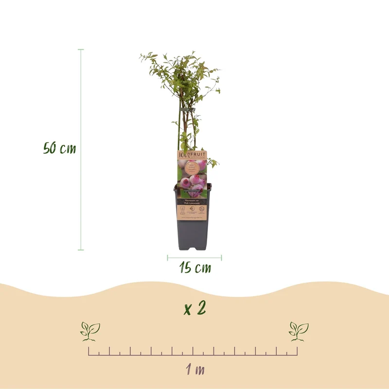 Vaccinium corymbosum 'Pink Lemonade' – Rosa Heidelbeere | 2 Pflanzen | Topf 15 cm
