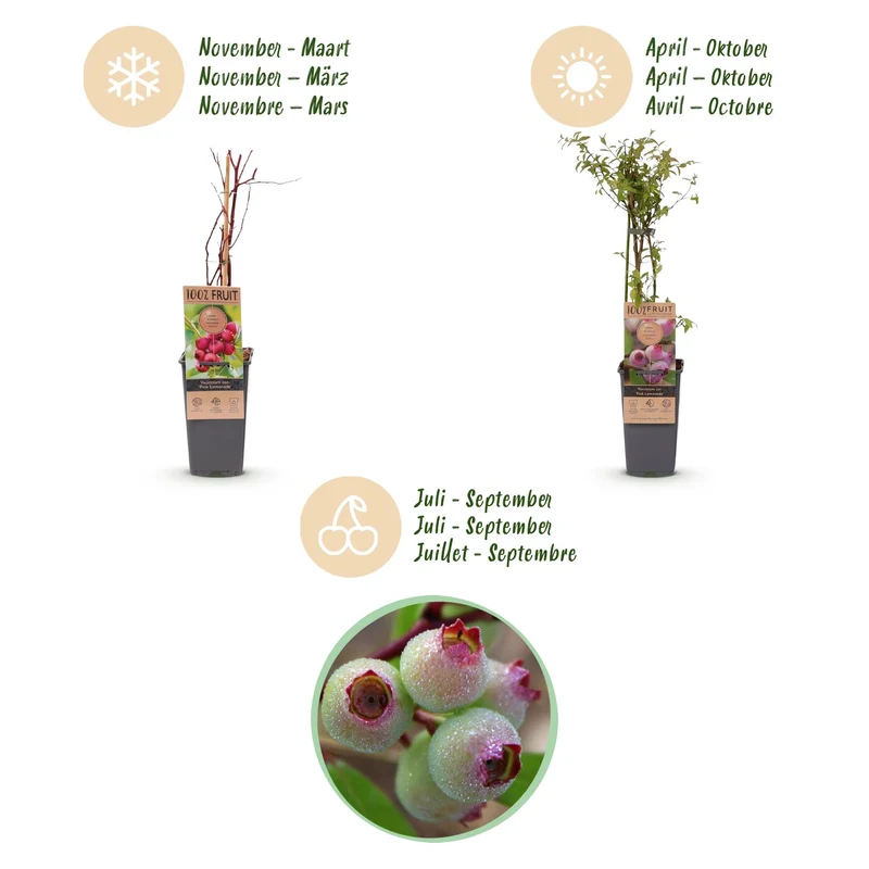 Vaccinium corymbosum 'Pink Lemonade' – Rosa Heidelbeere | 2 Pflanzen | Topf 15 cm