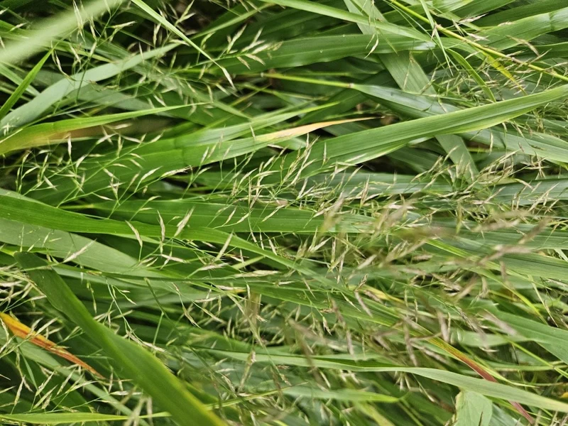 Japan-Zwergschilf | 24 Pflanzen – Ø9 cm Topf – Winterhart & pflegeleicht