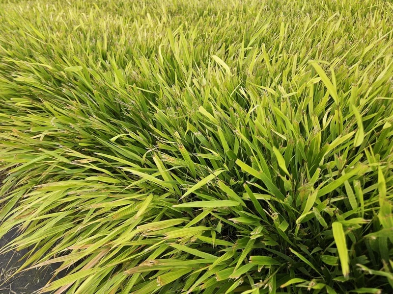 Japan-Zwergschilf | 24 Pflanzen – Ø9 cm Topf – Winterhart & pflegeleicht
