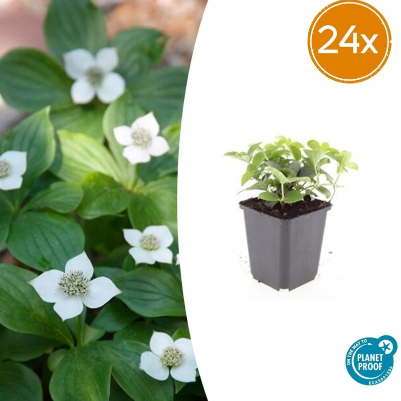 24x Cornus canadensis – Kanadischer Hartriegel-Bodendecker für Natur- & Schattengärten – Höhe 10–25 cm – Ø 9 cm