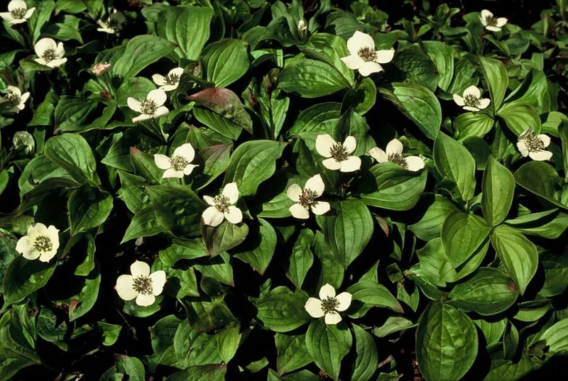 24x Cornus canadensis – Kanadischer Hartriegel-Bodendecker für Natur- & Schattengärten – Höhe 10–25 cm – Ø 9 cm