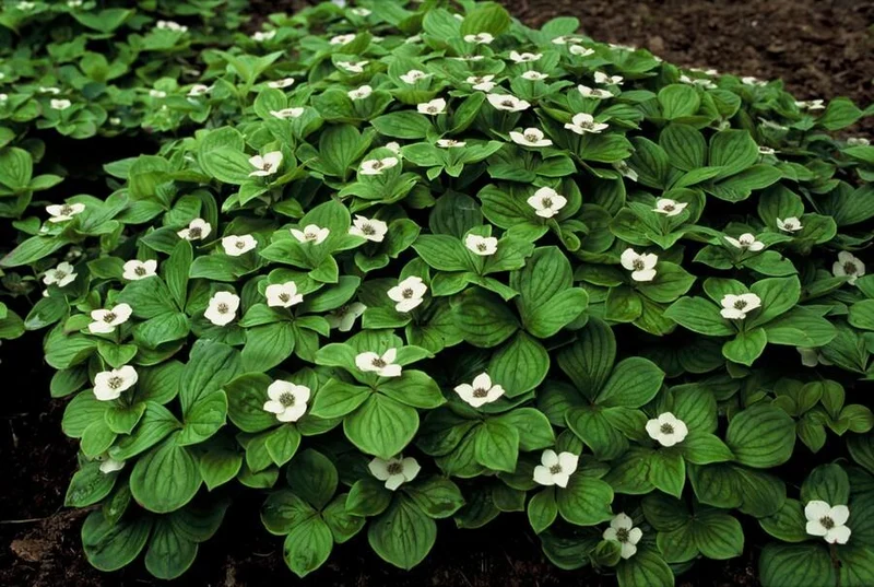 24x Cornus canadensis – Kanadischer Hartriegel-Bodendecker für Natur- & Schattengärten – Höhe 10–25 cm – Ø 9 cm