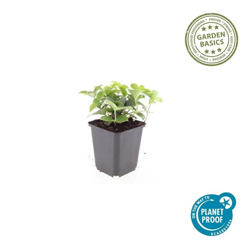 24x Cornus canadensis – Kanadischer Hartriegel-Bodendecker für Natur- & Schattengärten – Höhe 10–25 cm – Ø 9 cm