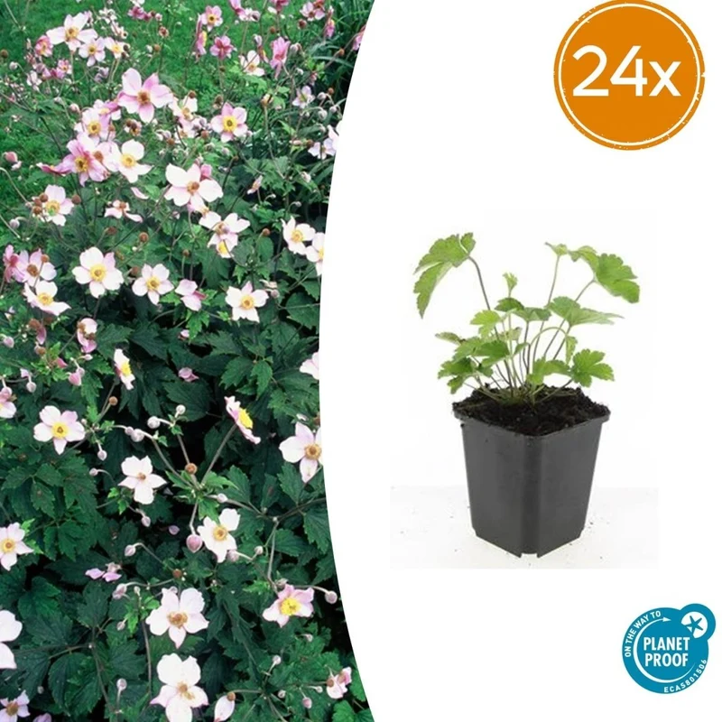 24x Anemone tomentosa ‘Robustissima’ – Herbst-Anemone für Beete & Rabatten – Höhe 10–25 cm – Ø 9 cm