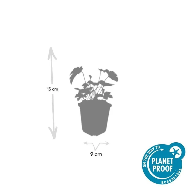 24x Anemone tomentosa ‘Robustissima’ – Herbst-Anemone für Beete & Rabatten – Höhe 10–25 cm – Ø 9 cm