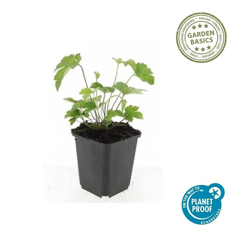 24x Anemone tomentosa ‘Robustissima’ – Herbst-Anemone für Beete & Rabatten – Höhe 10–25 cm – Ø 9 cm