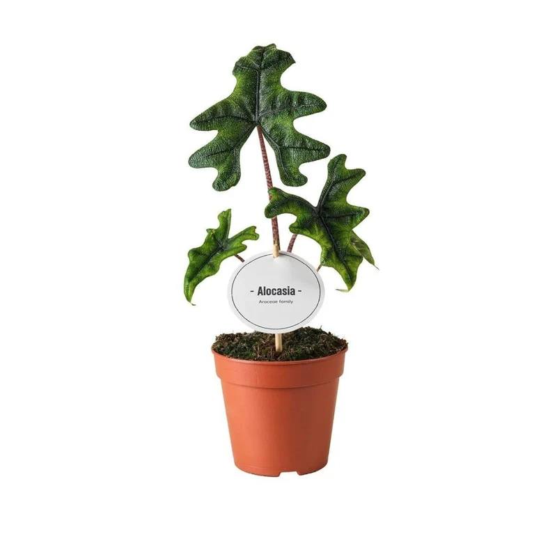 Alocasia Jacklyn – Exotische Rarität mit einzigartigem Blattmuster – Ø 12 cm Topf – Höhe ca. 30 cm