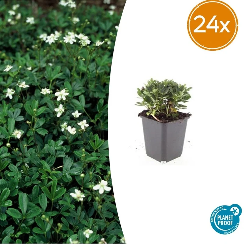 Potentilla tridentata ‘Nuuk’ – 24 Stück, Ø 9 cm Topf, Höhe 10–25 cm – Immergrüner, robuster Bodendecker