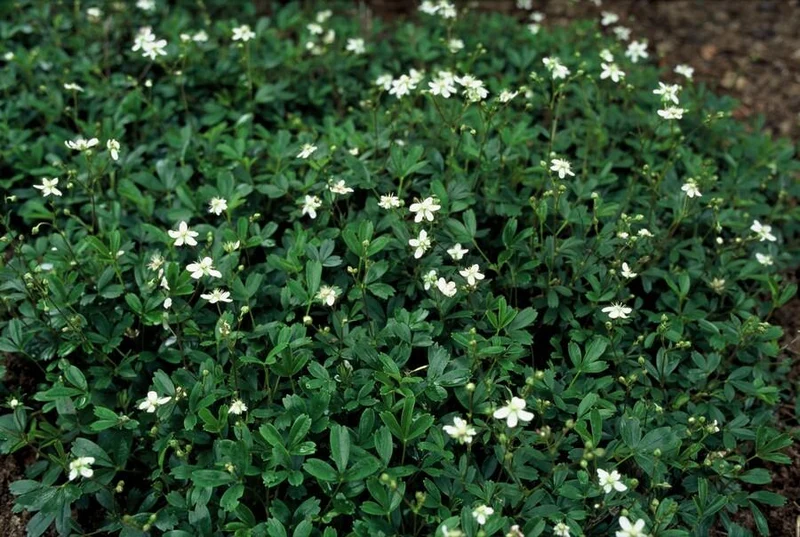 Potentilla tridentata ‘Nuuk’ – 24 Stück, Ø 9 cm Topf, Höhe 10–25 cm – Immergrüner, robuster Bodendecker