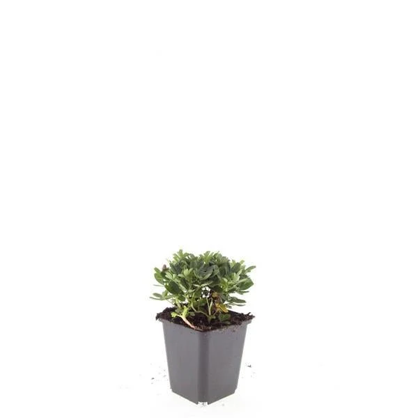 Potentilla tridentata ‘Nuuk’ – 24 Stück, Ø 9 cm Topf, Höhe 10–25 cm – Immergrüner, robuster Bodendecker