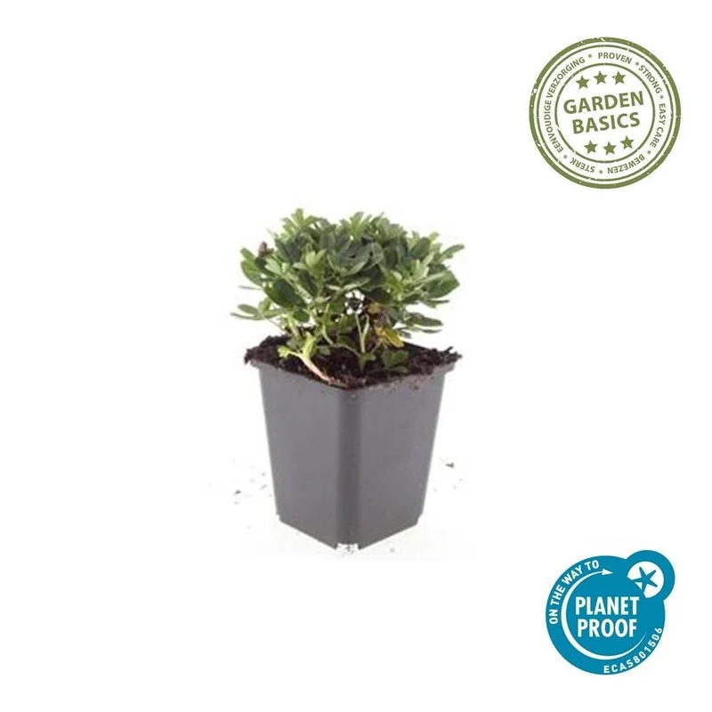 Potentilla tridentata ‘Nuuk’ – 24 Stück, Ø 9 cm Topf, Höhe 10–25 cm – Immergrüner, robuster Bodendecker