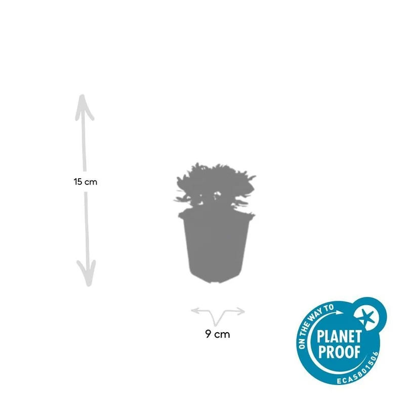 Potentilla tridentata ‘Nuuk’ – 24 Stück, Ø 9 cm Topf, Höhe 10–25 cm – Immergrüner, robuster Bodendecker