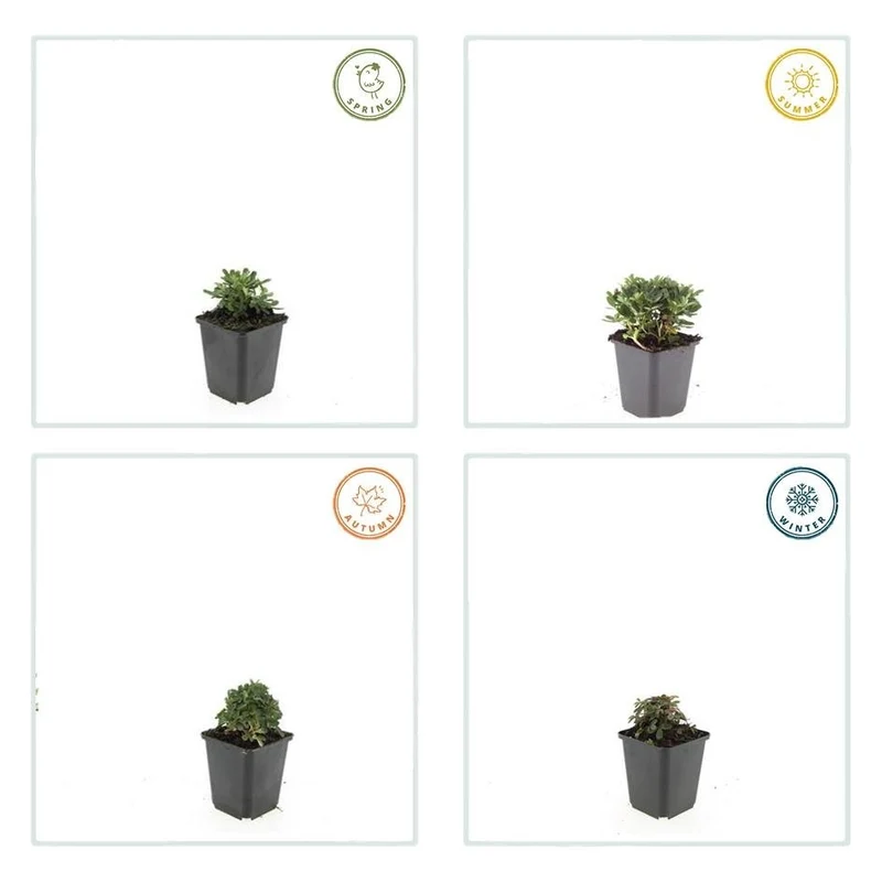 Potentilla tridentata ‘Nuuk’ – 24 Stück, Ø 9 cm Topf, Höhe 10–25 cm – Immergrüner, robuster Bodendecker