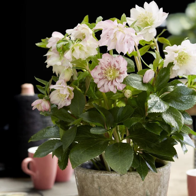 Lenzrose 'Double Ellen Pink' kaufen – Helleborus orientalis | gefüllt, rosa, Ø 14 cm, Höhe 35 cm