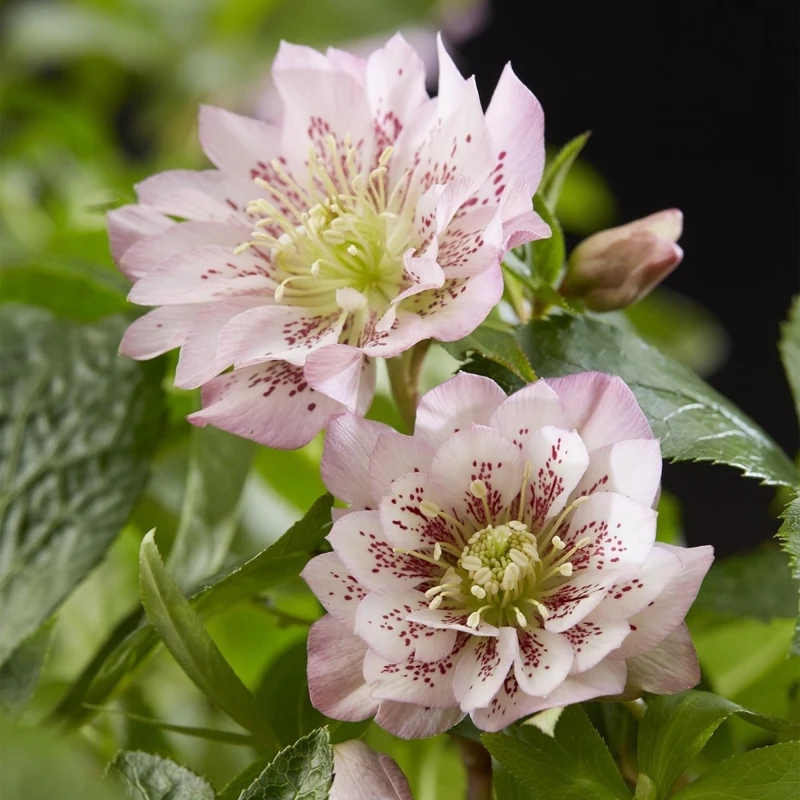 Lenzrose 'Double Ellen Pink' kaufen – Helleborus orientalis | gefüllt, rosa, Ø 14 cm, Höhe 35 cm