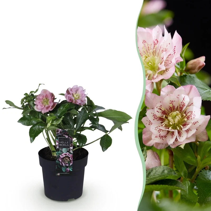 Lenzrose 'Double Ellen Pink' kaufen – Helleborus orientalis | gefüllt, rosa, Ø 14 cm, Höhe 35 cm