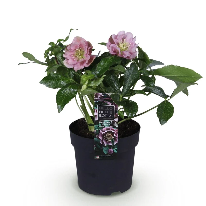 Lenzrose 'Double Ellen Pink' kaufen – Helleborus orientalis | gefüllt, rosa, Ø 14 cm, Höhe 35 cm