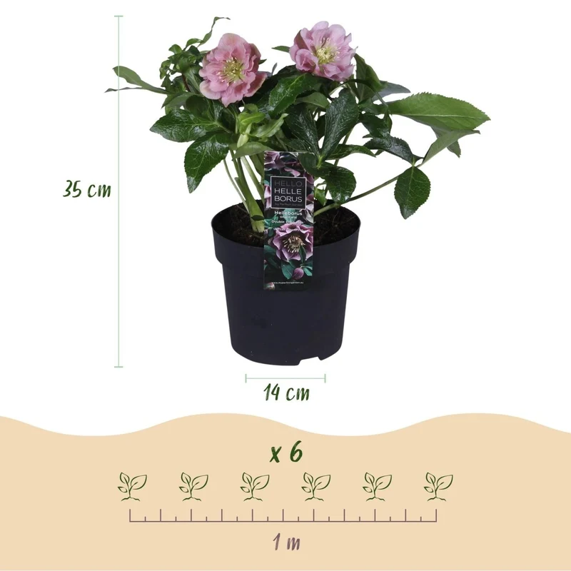 Lenzrose 'Double Ellen Pink' kaufen – Helleborus orientalis | gefüllt, rosa, Ø 14 cm, Höhe 35 cm