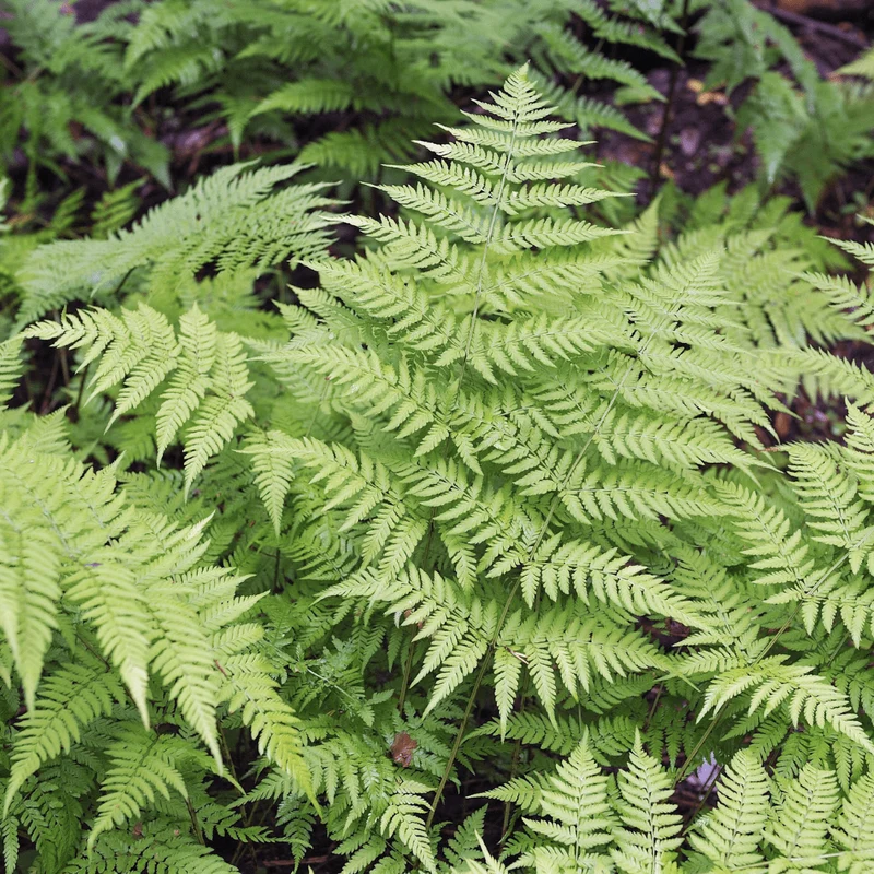 6x Wurmfarn kaufen – Dryopteris filix-mas | Schattenfarn, Höhe 10–25 cm, Ø 9 cm
