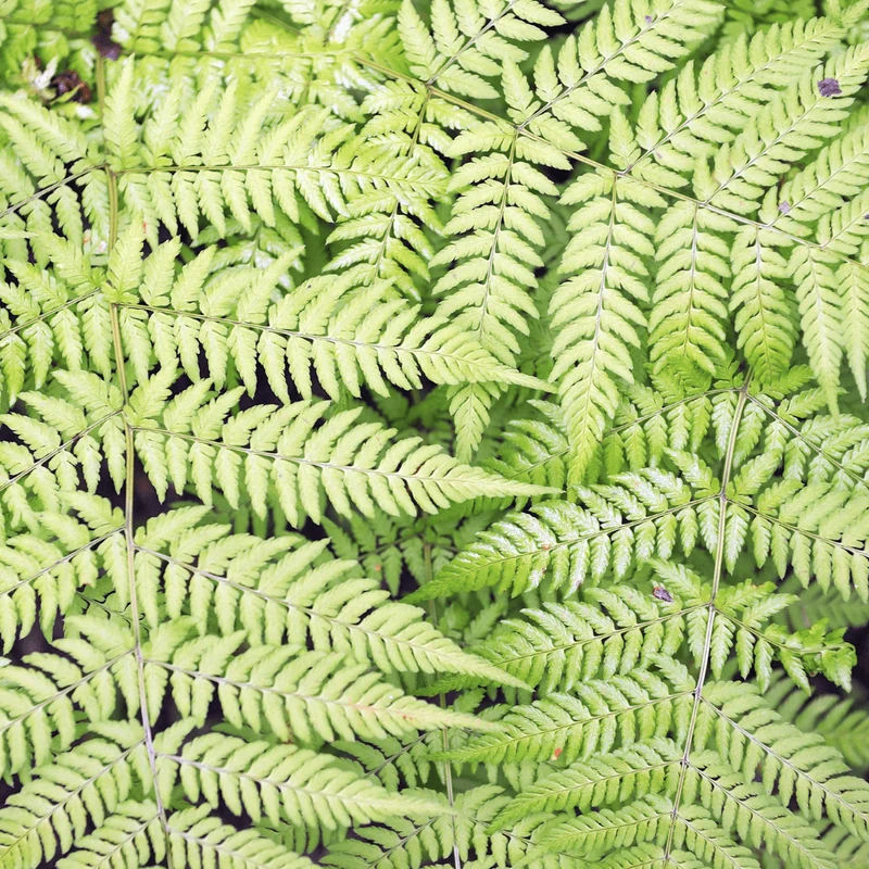 6x Wurmfarn kaufen – Dryopteris filix-mas | Schattenfarn, Höhe 10–25 cm, Ø 9 cm