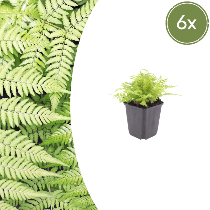 6x Wurmfarn kaufen – Dryopteris filix-mas | Schattenfarn, Höhe 10–25 cm, Ø 9 cm