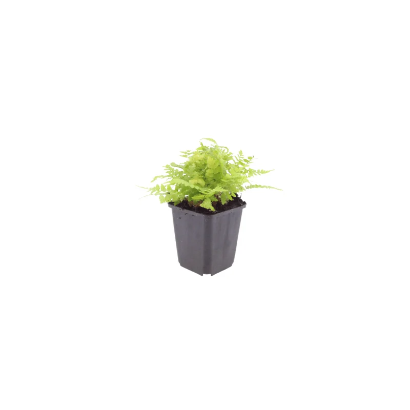 6x Wurmfarn kaufen – Dryopteris filix-mas | Schattenfarn, Höhe 10–25 cm, Ø 9 cm