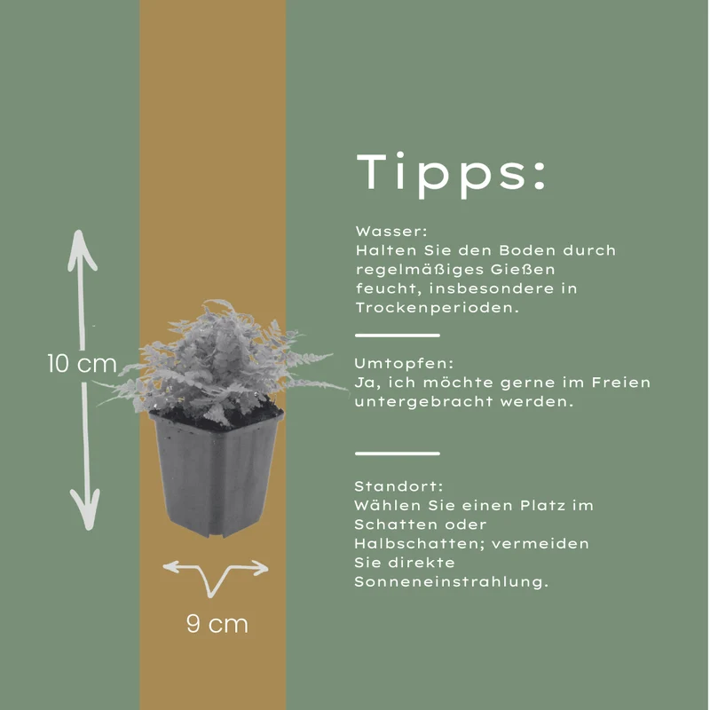 6x Wurmfarn kaufen – Dryopteris filix-mas | Schattenfarn, Höhe 10–25 cm, Ø 9 cm