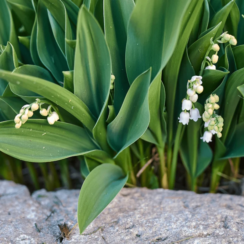 6x Maiglöckchen kaufen – Convallaria majalis | Höhe 10–25 cm, Ø 9 cm