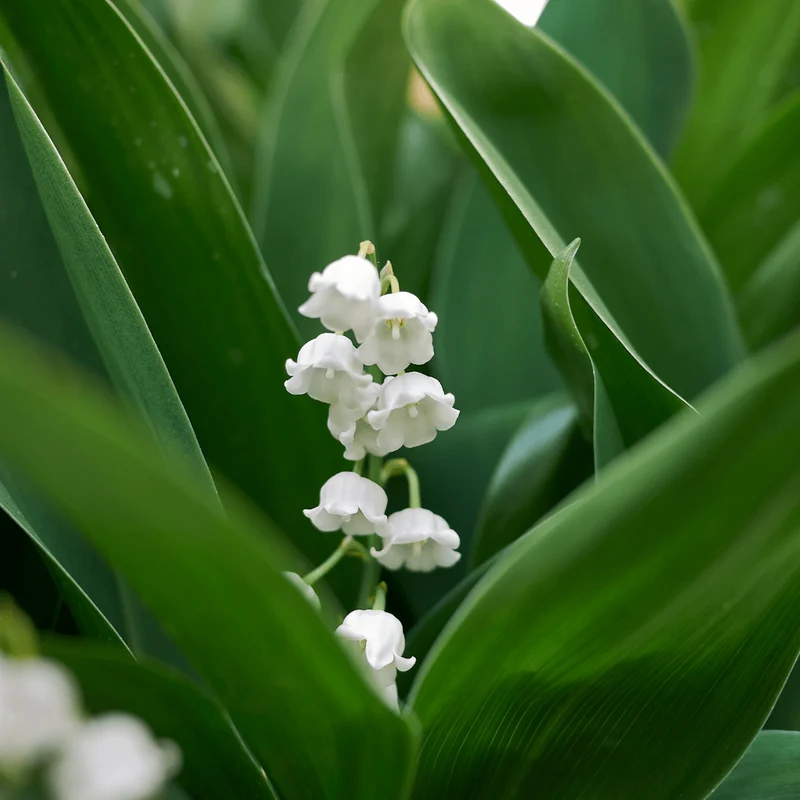 6x Maiglöckchen kaufen – Convallaria majalis | Höhe 10–25 cm, Ø 9 cm