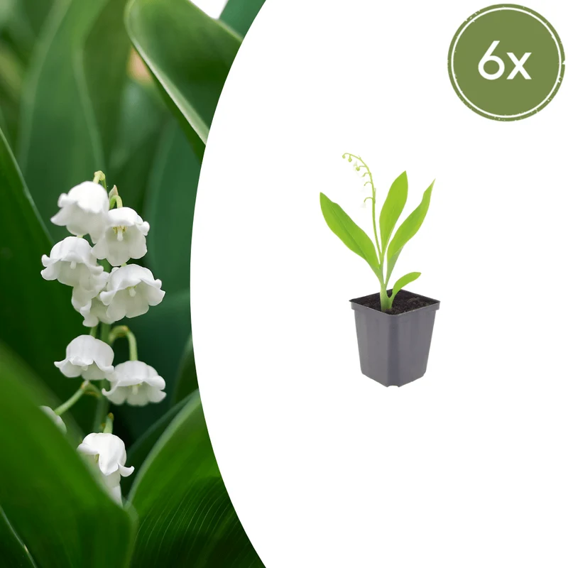 6x Maiglöckchen kaufen – Convallaria majalis | Höhe 10–25 cm, Ø 9 cm