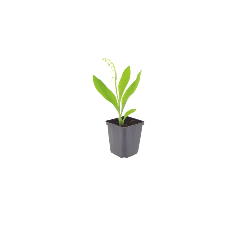 6x Maiglöckchen kaufen – Convallaria majalis | Höhe 10–25 cm, Ø 9 cm