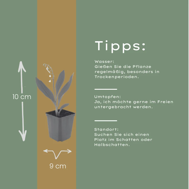 6x Maiglöckchen kaufen – Convallaria majalis | Höhe 10–25 cm, Ø 9 cm