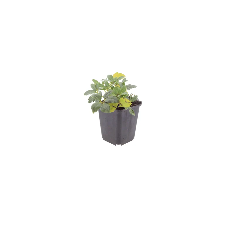 6x Lenzrose kaufen – Helleborus orientalis | Winterblüher, Höhe 10–25 cm, Ø 9 cm