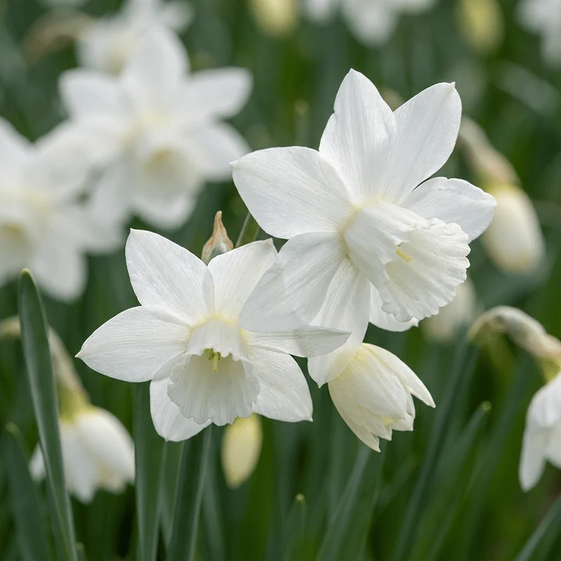 Narzisse Thalia – Narcissus triandrus online kaufen | 15 bis 120 Blumenzwiebeln, reinweiß, duftend & mehrblütig – Wurzelwerk Design