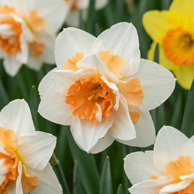 Gefüllte Narzisse Replete – Narcissus online kaufen | 20 bis 80 Blumenzwiebeln, weiß-apricot & gefüllt – Wurzelwerk Design