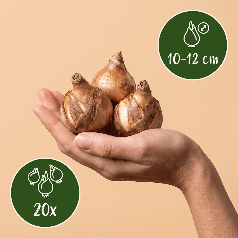 Gefüllte Narzisse Replete – Narcissus online kaufen | 20 bis 80 Blumenzwiebeln, weiß-apricot & gefüllt – Wurzelwerk Design