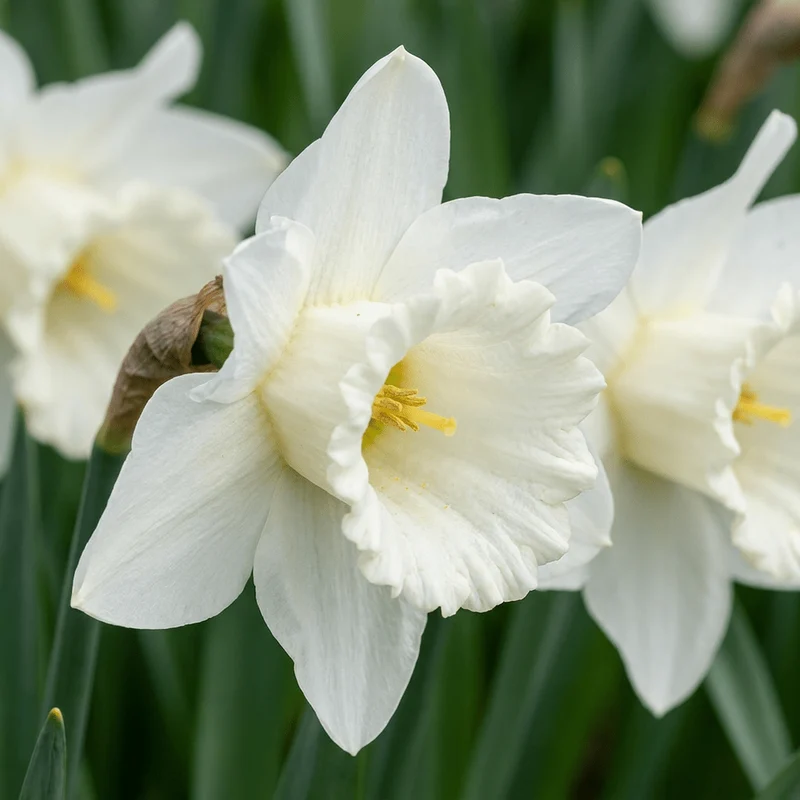 Narzisse Mount Hood – Narcissus online kaufen | 30 bis 120 Blumenzwiebeln, reinweiß & elegant – Wurzelwerk Design