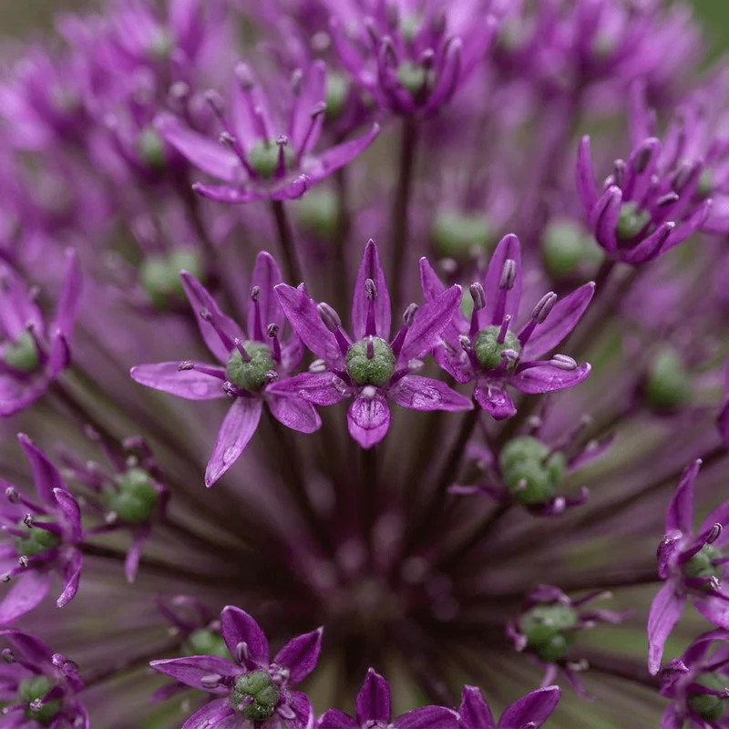 Zierlauch Miami – Allium online kaufen | 30 bis 120 Blumenzwiebeln, violett & spätblühend – Wurzelwerk Design