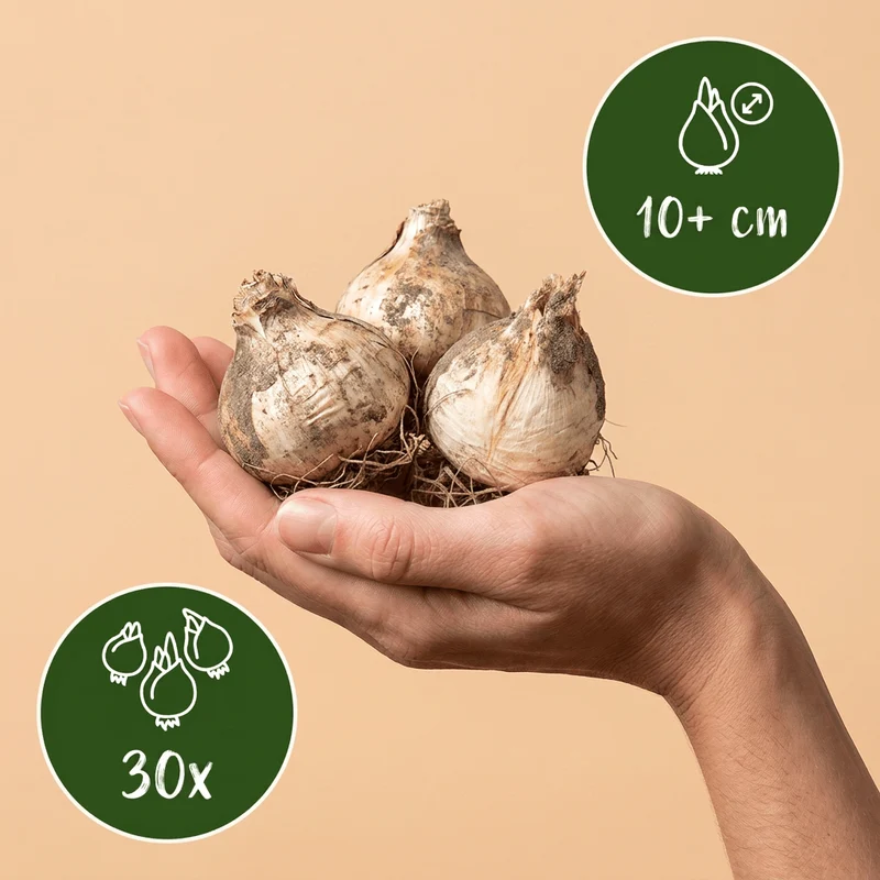Zierlauch Miami – Allium online kaufen | 30 bis 120 Blumenzwiebeln, violett & spätblühend – Wurzelwerk Design