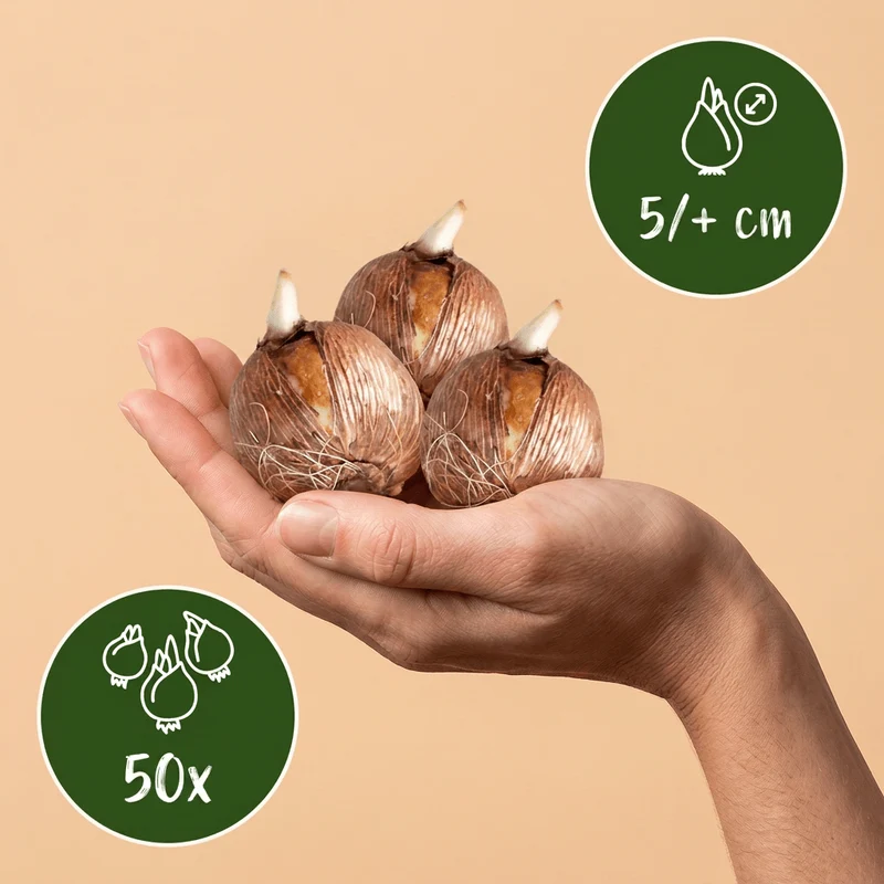 Wildkrokus-Mischung – Crocus online kaufen | 50 bis 400 Blumenzwiebeln, zierlich & früh – Wurzelwerk Design